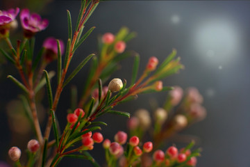 Wall Mural - Flower design on a black background. Macro. Unusual flowers on a black background for decoration. Flowers in spring and summer.