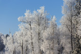Fototapeta Las - Snowy winter. Walking in the forest. White trees