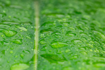 Wall Mural - Image of beautiful green leaf with drops of water. background.