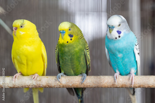 Cuadros en Lienzo Group of Fancy color Budgerigar