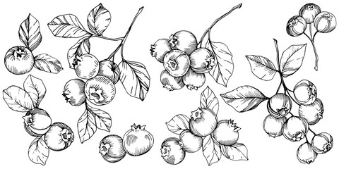 Vector Blueberry black and white engraved ink art. Berries and leaves. Isolated blueberry illustration element.