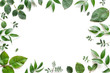 © Ekaterina - Frame from various leaves on a white background with space for text. Green floral background. Top view. Copy space. Mock-up