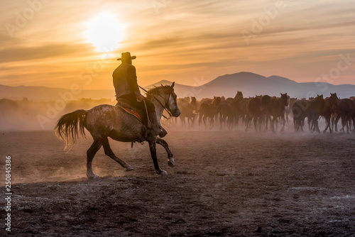 Cuadros en Lienzo The cowboy who tamed horses at sunset