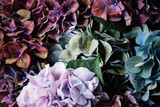 Beautiful colourful, purple, blue, green, blossoming hydrangea flower horizontal texture