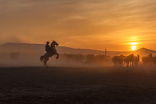 Wild Horses Sunset And Cowboy, Ridding