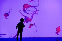 A Child Silhouetted Against The Jellyfish Tank Inside Ripley's Aquarium Of Canada, Toronto, Ontario