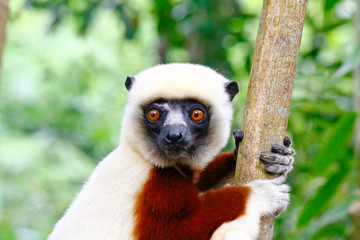 endangered coquerel s sifaka lemur (propithecus coquereli). bellied, forever