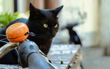 black cat sitting on a table