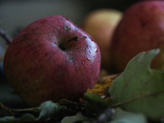 apple harvest