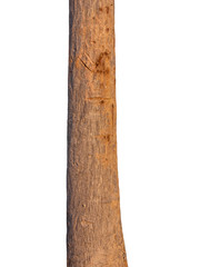 Aufkleber - The trunk of the tree stands on a white Background