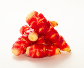 Poster - red oca over white background