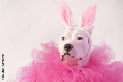 Portrait of white staffordshire dog with pink rabbit ears and pink collars on white background. Easter concept. Copy space