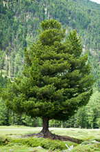 Stone Pine, Pinus Cembra, Alps, Austria, Tyrol