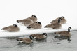 Canada Geese Sleeping in the Cold