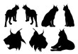 wild lynx cats black vector silhouette set - standing, sitting and roaring animal outlines and heads