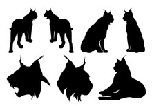 Wild Lynx Cats Black Vector Silhouette Set - Standing, Sitting And Roaring Animal Outlines And Heads