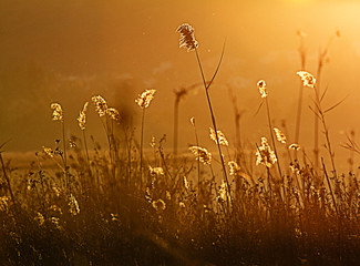 The setting sun passes through a cane thicket of Phragmites Australis, illuminating the tops of the reeds in a fairytale way while its light reflects on the flat water