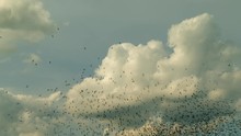 Spectacular Huge Swarm Of Thousands Of Birds Flocking Together And Flying In Formation In Front Of Beautiful Clouds And Sunset Sky. Birds Fly Into Frame And Leave.  Slow Motion.