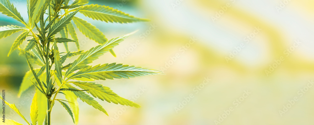 Cannabis commercial grow. Concept of herbal alternative medicine, CBD oil - obrazy, fototapety, plakaty 