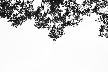 beautiful tree branch isolated on pale white background