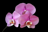 Fototapeta Storczyk - Close-up of pink-white orchid (Orchidaceae) flower on the black background