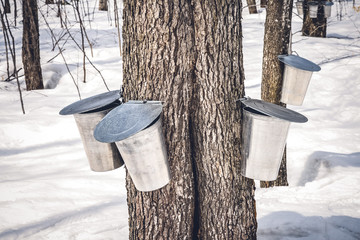 Wall Mural - maple trees with buckets collecting sap in spring