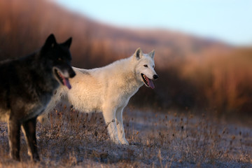 Wall Mural - The Hudson Bay wolf (Canis lupus hudsonicus) subspecies of the wolf (Canis lupus) also known as the grey/gray wolf. Young female in a frosty morning and in foreground Timber wolf.