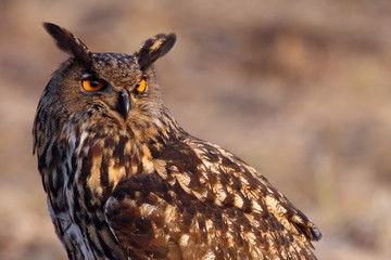 Poster - The Eurasian eagle-owl (Bubo bubo) portrait with green and brown background.