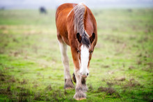 Horse In The Field