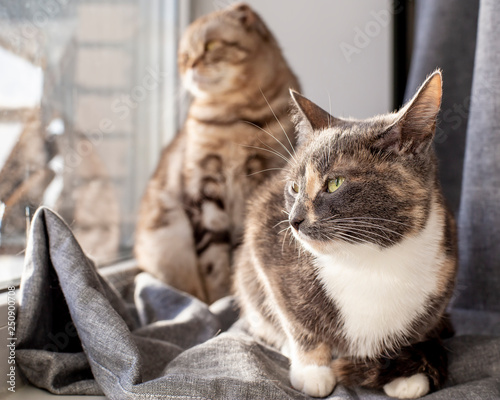 Two Cats One Mongrel The Other Scottish Fold Sit On The Windowsill And Look Out The Window Thoughtfully Warming Themselves In The Rays Of The Spring Sun Stock Photo Adobe Stock Two Cats One Mongrel The Other Scottish Fold Sit On The Windowsill And Look Out The Window Thoughtfully Warming Themselves In The Rays Of The Spring Sun Stock Photo Adobe Stock