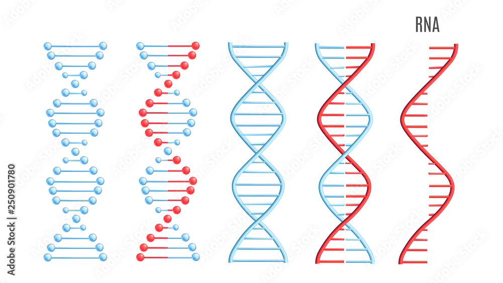 Vector DNA RNA molecule helix spiral genetic code - obrazy, fototapety, plakaty 