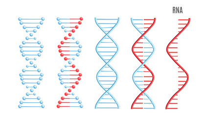 vector dna rna molecule helix spiral genetic code