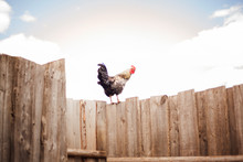 Rooster Standing On Wooden Fence 