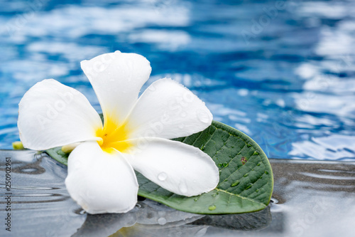 Cuadros en Lienzo Tropical plumeria flowers frangipani near a water pool