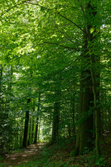  Wald aus Rotbuche, Schellerhau, Sachsen, Deutschland