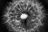 Fototapeta Dmuchawce - Dandelion close up blowing away fluffy seeds in natural sunlight