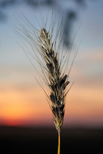 Toxic Ergot Affected Wheat