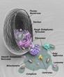 Animal cell with cytoplasm and organelles pouring out, the organelles are labeled, 3d rendering 