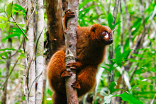 Red-bellied Lemur (Eulemur Rubriventer), Rainforest, Ranomafana National Park, Madagascar