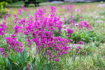  nordic pink meadow flower