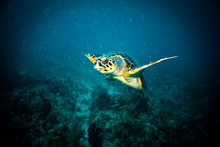 Sea Turtle Swimming Underwater 