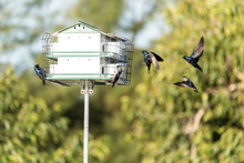 Purple Martin Birds Progne Subis Fly And Perch On A House Over A Pond