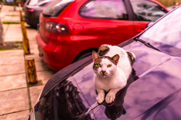 Cat Laying on a Car 01