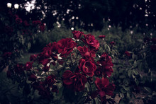 A Garden With Dark Red Roses On A Soft Green Background