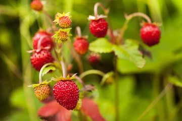 wild forest strawberry small delicious fruit