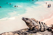 Iguana Overlooking Ocean Tulum Mexico