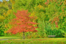 Lakeside Park Bench With Colorful Trees Of Early Autumn