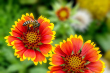 Close Up Indian Blanket Flower And Green Background