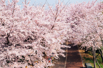 Wall Mural - Cherry blossoms road in Samrak Park, Busan, Korea