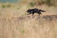 Tasmanian Devil Running